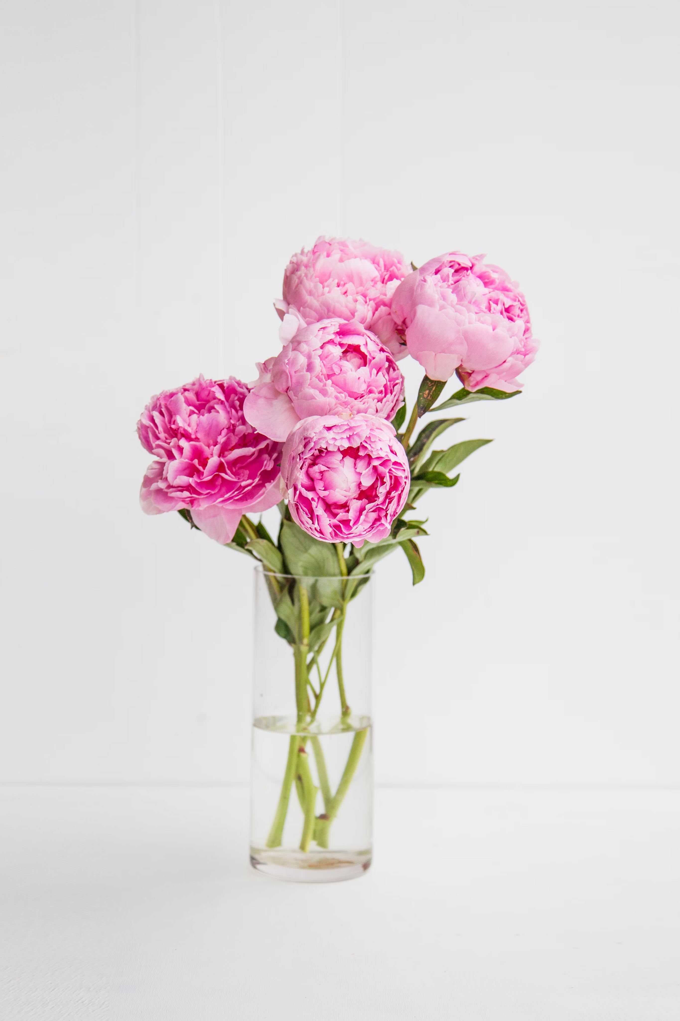 Pink roses
